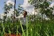 Cao su Quảng Trị: Suất đầu tư 70,5 triệu đồng/ha